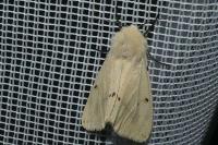 Spilarctia lutea
