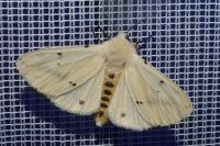 Spilarctia lutea