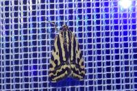 Emmelia trabealis
