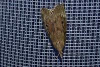 Aphomia sociella