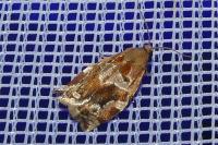 Archips xylosteana