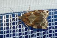 Archips xylosteana