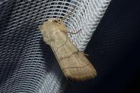 Charanyca trigrammica
