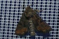 Oligia