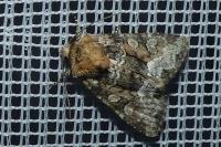 Oligia