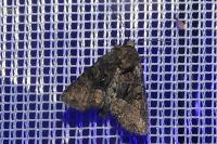 Oligia