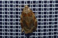 Archips xylosteana