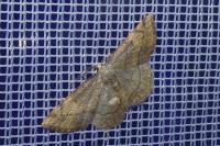 Stegania trimaculata