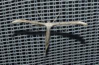 Emmelina argoteles/monodactyla