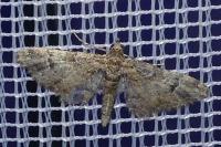 Gymnoscelis rufifasciata