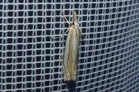 Crambus pascuella