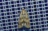 Aethes williana