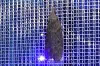 Lamoria anella