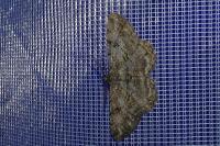 Peribatodes rhomboidaria