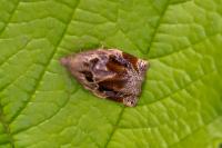 Archips crataegana