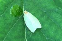 Tortrix viridana