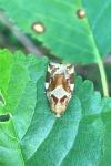 Archips xylosteana