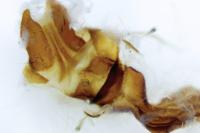 Oligia strigilis