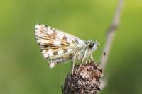 Pyrgus armoricanus