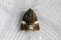 Tyta luctuosa