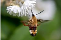 Hemaris fuciformis