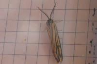 Spiris striata