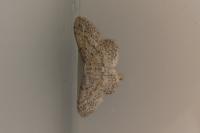 Idaea seriata