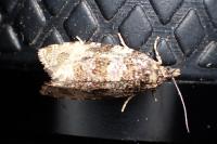 Celypha lacunana
