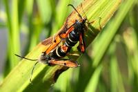 Pyropteron chrysidiforme
