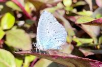 Celastrina argiolus