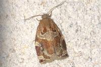 Archips xylosteana