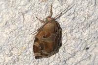 Archips xylosteana