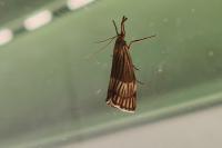 Chrysocrambus linetella