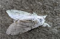 Cerura erminea