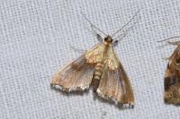 Agrotera nemoralis