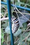 Papilio machaon