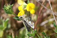 Pyrgus armoricanus