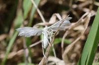 Pterophorus pentadactylus