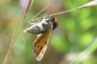 Euclidia glyphica