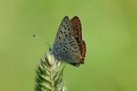 Lycaena tityrus