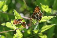 Melitaea athalia