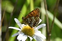 Melitaea athalia