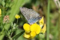 Polyommatus icarus