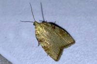 Aleimma loeflingiana