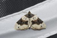 Cosmorhoe ocellata