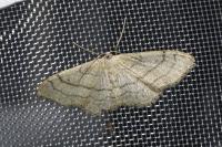 Idaea aversata