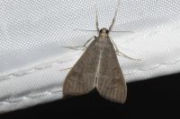 Mecyna asinalis