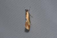 Batia lunaris