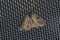 Psyche casta