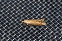 Tischeria ekebladella